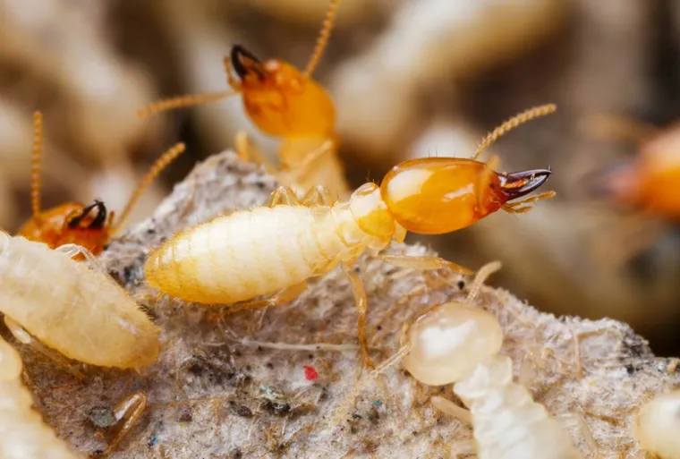  Repérage termites, Lyon, DIAGNOSTICS IMMOBILIERS LYONNAIS